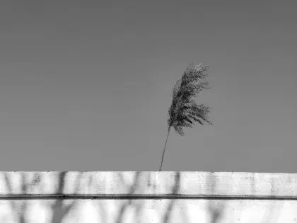 ДЖАЗЗ Казино Мобилно приложение